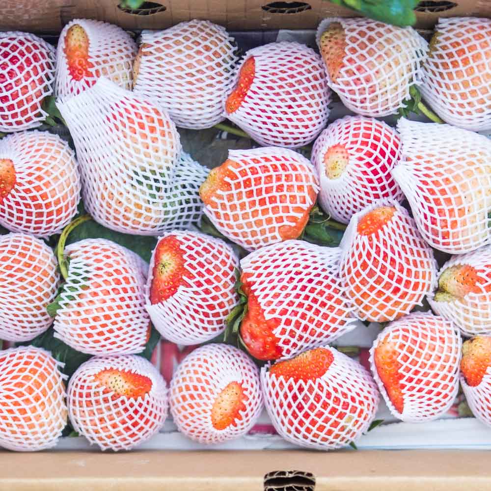 水果網袋