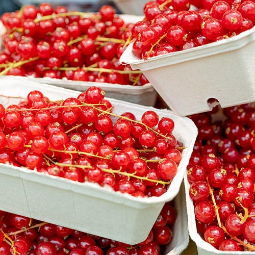 紙漿模內襯 - 水果